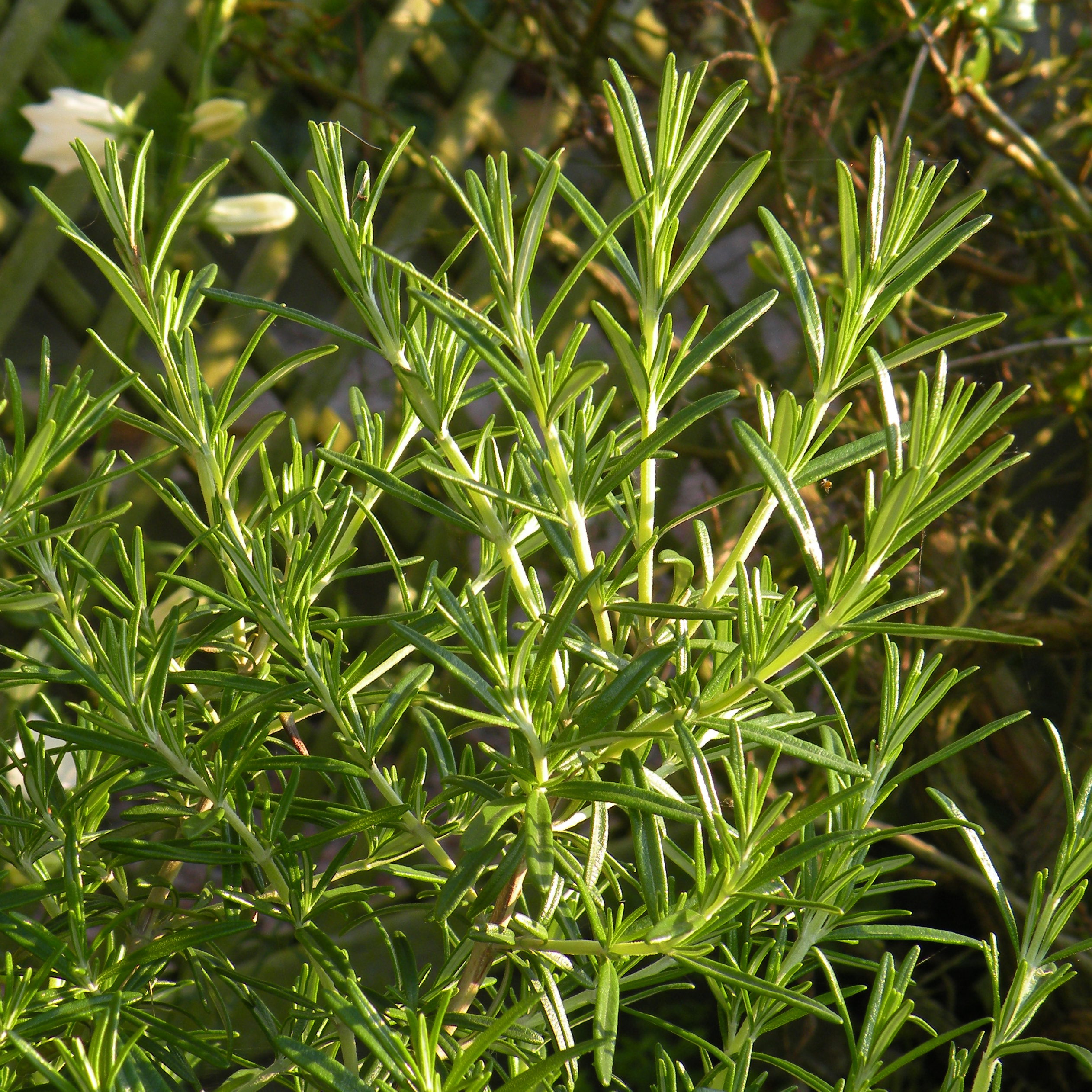 Rosemary Upright